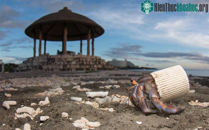 Một con cua ở Okinawa, Nhật Bản 'bọc' mình trong một cái nắp chai