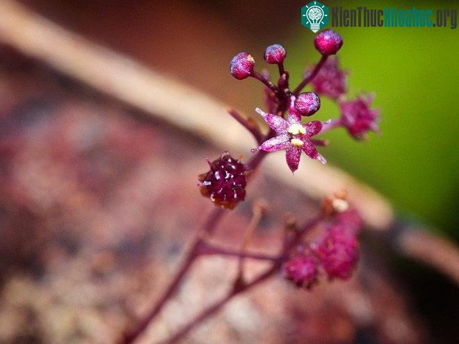 Sciaphila sugimotoi là một trong số ít những thực vật dị dưỡng còn tồn tại trên Trái Đất. Loài thực vật này sống cộng sinh và hút chất dinh dưỡng từ một loại nấm đặc trưng sống lân cận. Sciaphila s...