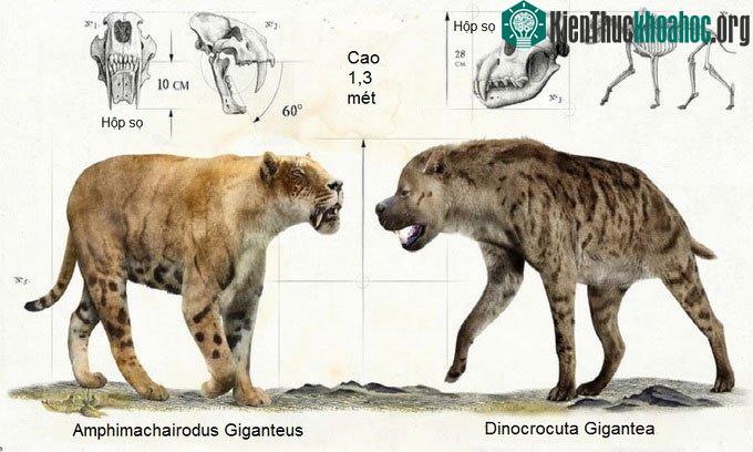 A. mphimachairodus giganeus và D. inocrcuta gigantea