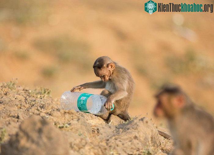 Chú khỉ con chơi đùa với vỏ chai nhựa.