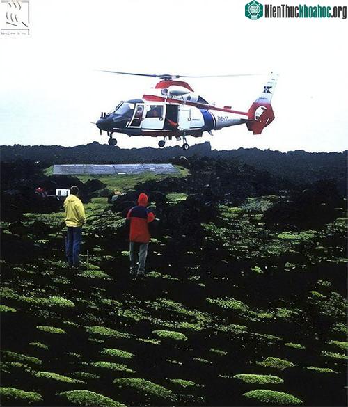 Loài thực vật tự nhiên đầu tiên được phát hiện trên Surtsey là rêu, rêu gần như xâm chiếm cả hòn đảo.