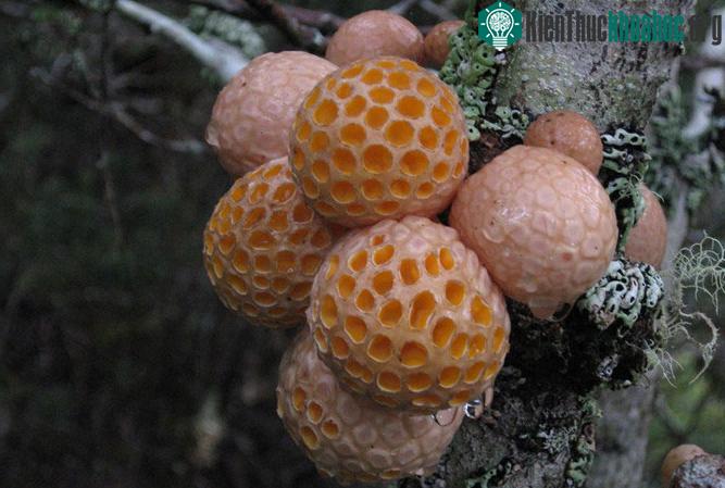 Nấm Cyttaria Gunnii.