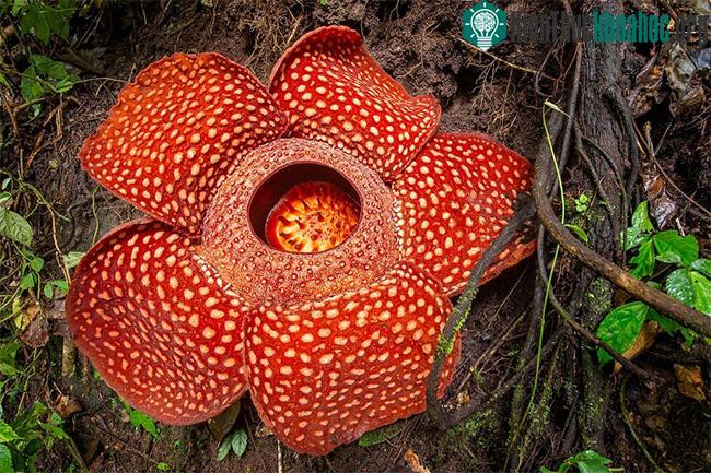 Bông hoa thối nhất thế giới luôn thu hút người đến chiêm ngưỡng.