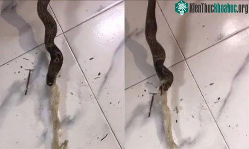 Con rắn nôn ra một lượng lớn màng bọc nhựa.