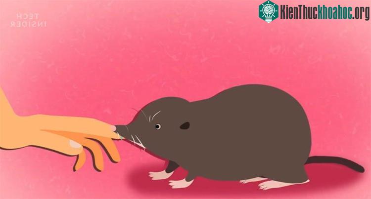 Một nhát cắn của chuột chù phương bắc cũng có thể khiến con mồi mất mạng.
