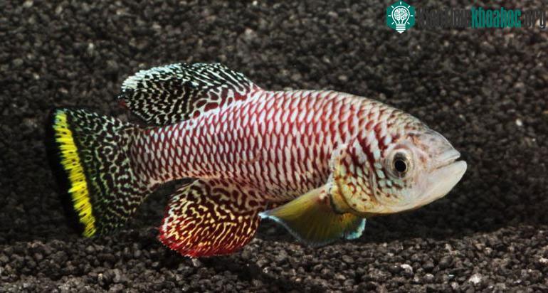 Cá killi ngọc lam.