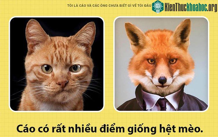 Tôi giống mèo đến kỳ lạ