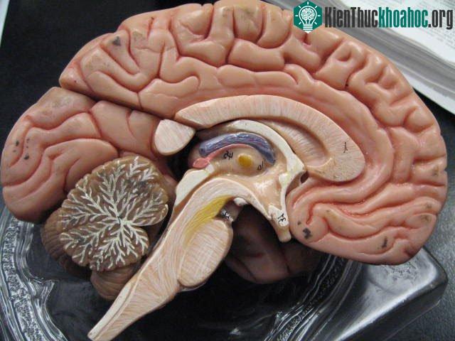Một cậu bé bị cắt bỏ 1/6 não bộ, sau 3 năm vẫn sống bình thường mà không hay biết gì.