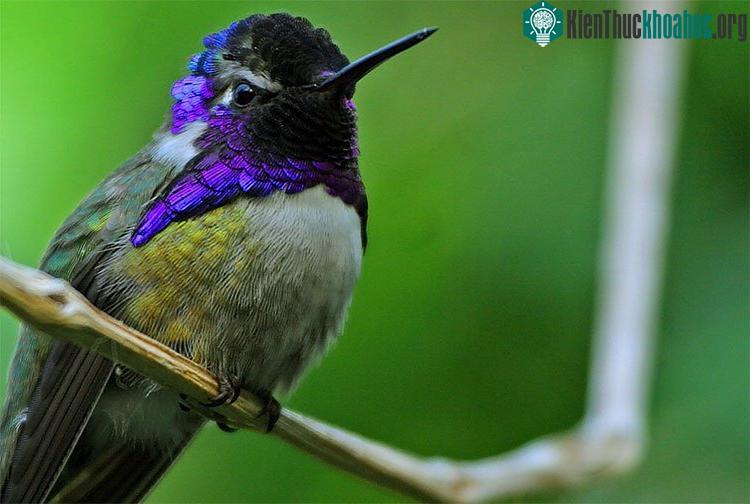 Xét trên phương diện độ “mánh khóe” trong cách tán tỉnh, thì Calypte costae phải được xếp vào top đầu.