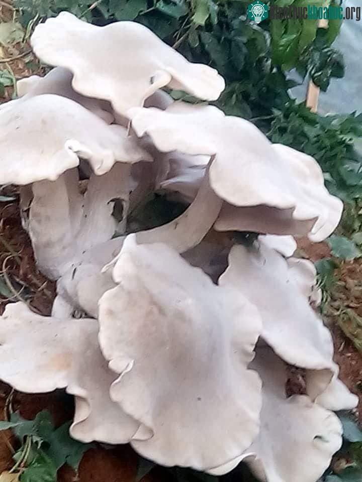 Nấm trắng khổng lồ mọc thành chùm giữa vườn của gia đình anh Dom bản Nà Cà, xã Mường Chanh.