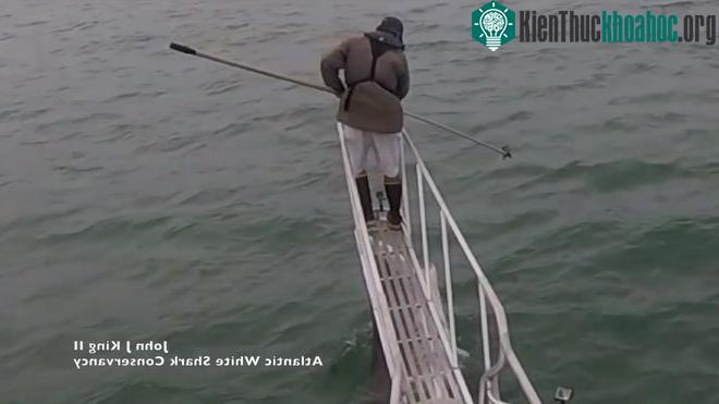 Cá mập trắng lao lên đớp người.