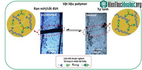 Để tạo ra khả năng “tự lành” cho vật liệu, các liên kết cộng hóa trị thuận nghịch Diels-Alder sẽ được dùng làm cầu nối mạng cho các mạch polydimethylsiloxane và polycaprolactone. (Ảnh minh họa).