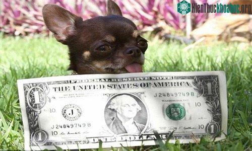 Milly là con chó chihuahua nhỏ nhất thế giới