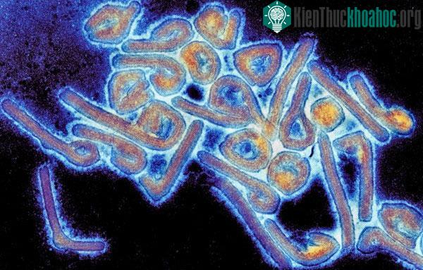 Virus Lassa.