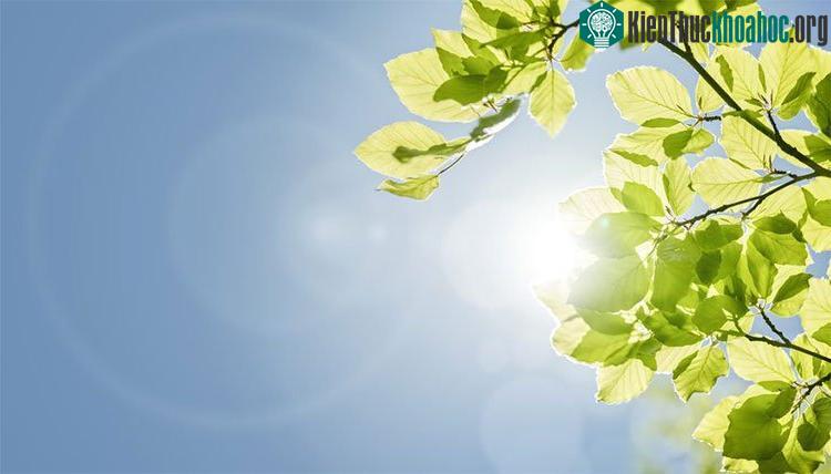 Cây cối có một cơ chế chống nóng của riêng mình.