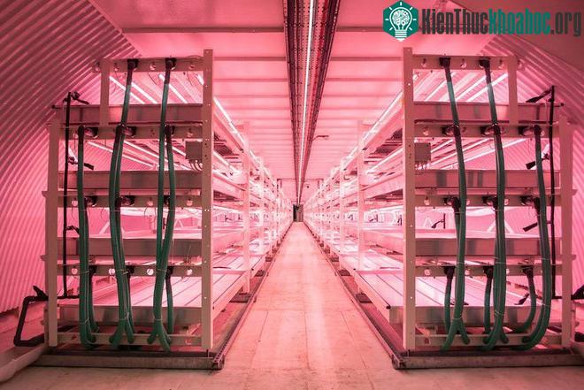 Nông trại này có khoảng không gian trong nhà lên tới 5000m 2