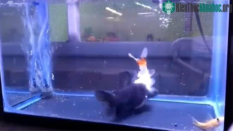 Cá mèo nuốt cá vàng.