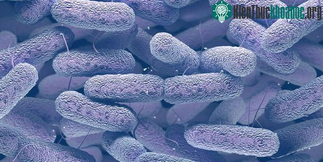 Khuẩn Klebsiella pneumoniae.