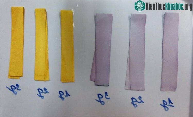 Giấy chỉ thị nghệ vàng và bắp cải tím.