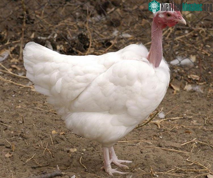 Gà cổ rắn trưởng thành có trọng lượng trung bình từ 3-3,9kg.