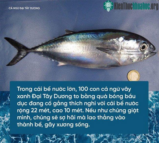 Cá ngừ vây xanh