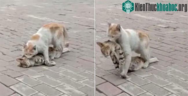 Chú mèo kéo lê xác bạn của mình đến nơi an toàn khiến nhiều người cảm động.
