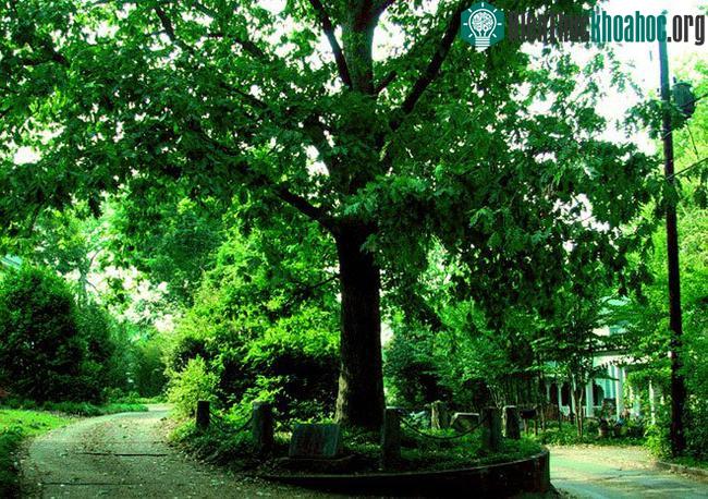 Đứa Con của Cái Cây Tự sở hữu mình - Son of The Tree That Owns Itself. (Ảnh chụp năm 2005).