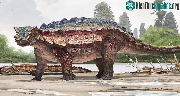 Khủng long bọc giáp Akainacephalus johnsoni mới được phát hiện.