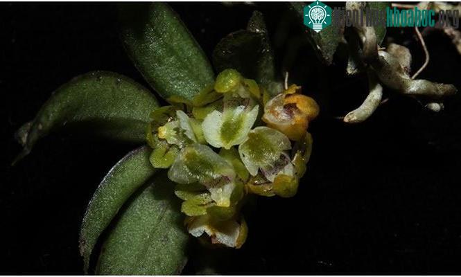 Loài lan mới Gastrochilus setosus Aver. et Vuong.