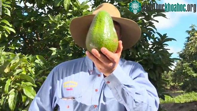 Avozillas có kích thước bằng đầu người, với trọng lượng lên tới 1,8kg. (Ảnh: CNN).