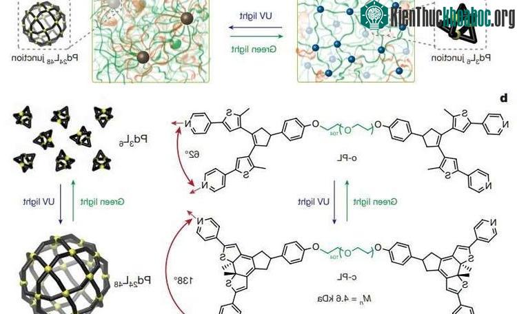 Cấu trúc phân tử của polyMOC, loại vật liệu có thể tự chuyển từ cứng rắn sang mềm dẻ