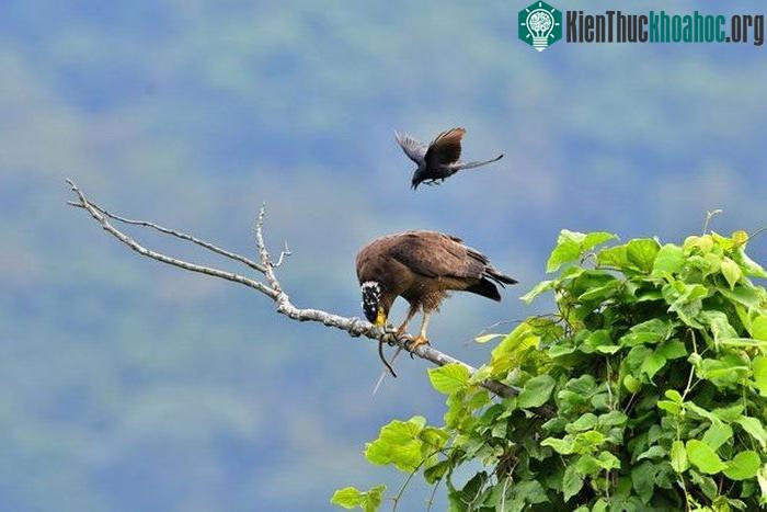 Chèo bẻo bay xuống sát diều hoa Miến Điện đang mải tìm cách ăn rắn.