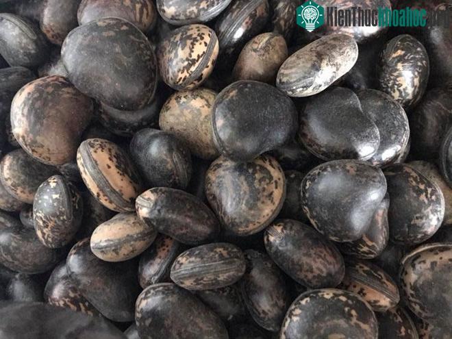 Đậu Lào được quảng cáo là có tác dụng làm lành các vết thương do côn trùng, rắn, rết... cắn.