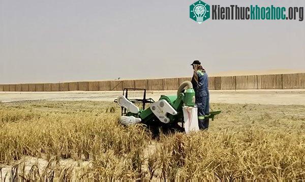 Trong lúa trên sa mạc.
