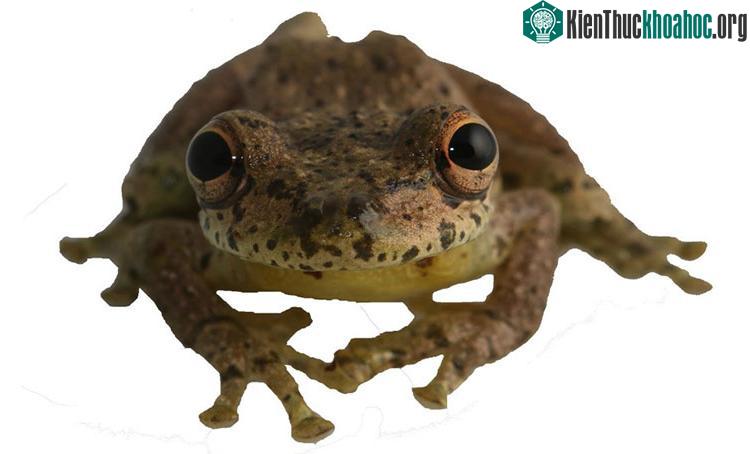 Ếch Scinax Caprarius đực phát ra âm thanh như tiếng kêu của dê.