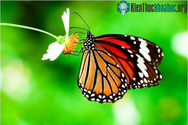 Nồng độ CO 2 gia tăng khiến tuổi thọ của bướm chúa giảm đi.
