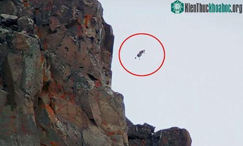 ngỗng con sau khi nở vài ngày buộc phải mạo hiểm nhảy xuống bãi cỏ phía dưới.
