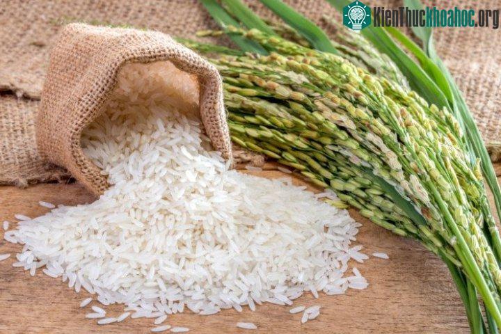 Gạo biến đổi gene là nỗ lực mới nhất trong cuộc chiến kéo dài không hồi kết chống lại đại dịch HIV trên toàn cầu.