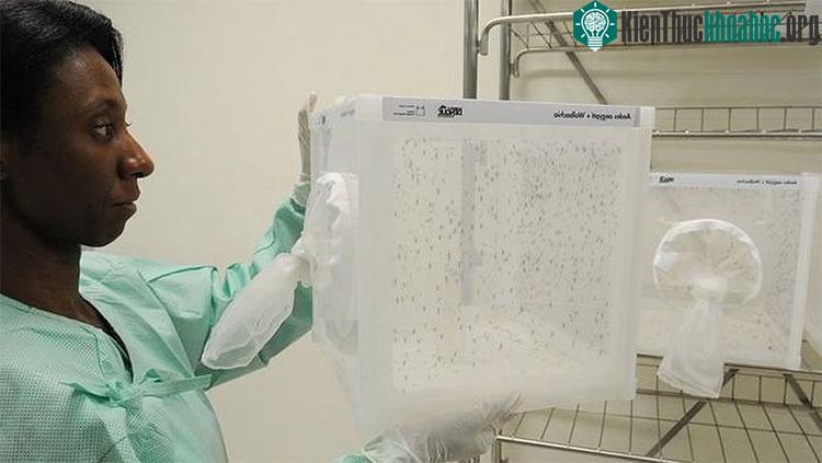 Những con muỗi mang vi khuẩn Wolbachia