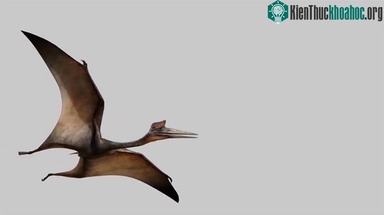 Thằn lằn bay Quetzalcoatlus.