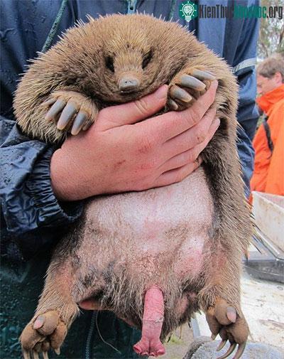 Thú lông nhím bản địa Echidna.