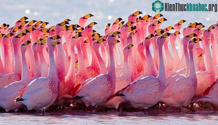 Hồng hạc là loài chim duy nhất có thể tiết ra chất dinh dưỡng cho con non.