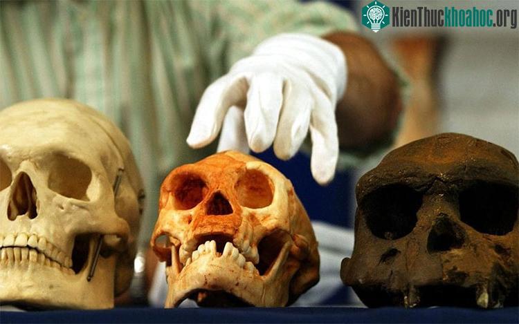 Hộp sọ của người Homo erectus từ Java