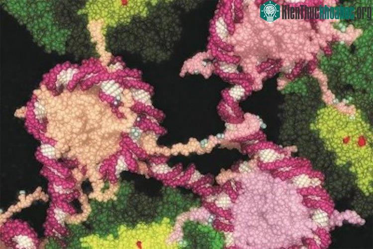 Minh họa dạng thuốc mới (màu đỏ) đang ngăn chặn sự gia tăng của tế bào ung thư.