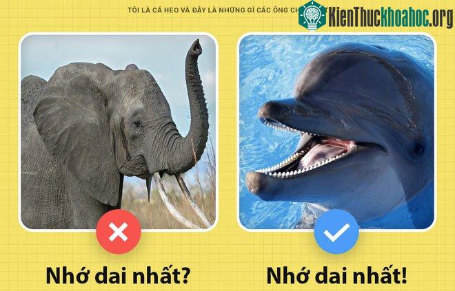Cá heo là loài động vật có trí nhớ dai nhất