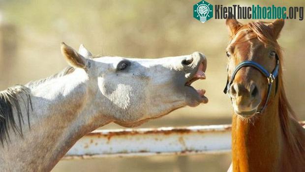Tiếng khịt mũi của ngựa phát ra thực chất là một cách truyền đạt cảm xúc của chúng