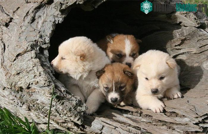 Tiếng hú của chúng cũng giống như chó sói, không giống những con chó bình thường.