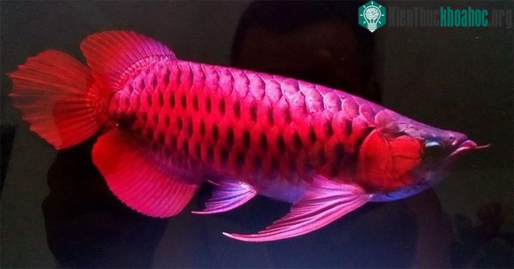 Sở dĩ cá rồng có giá cao là bởi hình dáng sang trọng, quý phái, bộ vẩy óng đẹp.