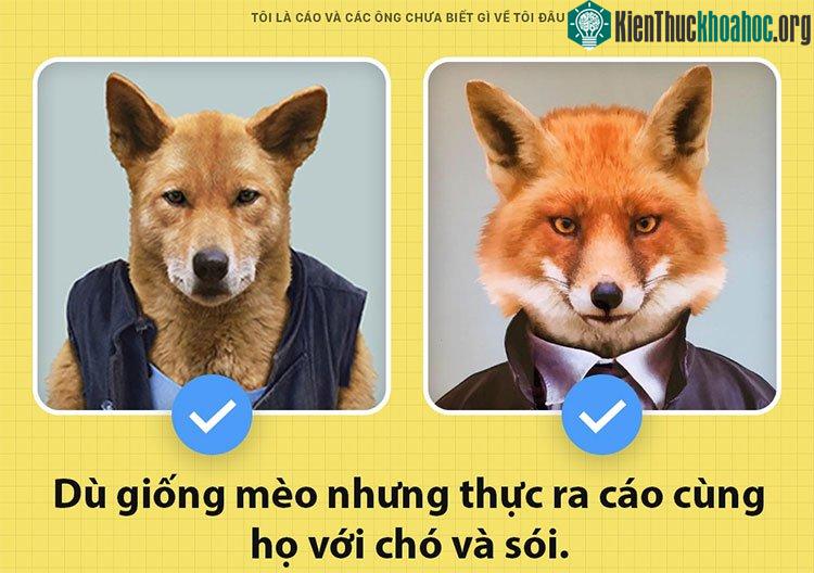 Cáo thuộc họ chó, tức là gần gũi với chó nhà và chó sói.