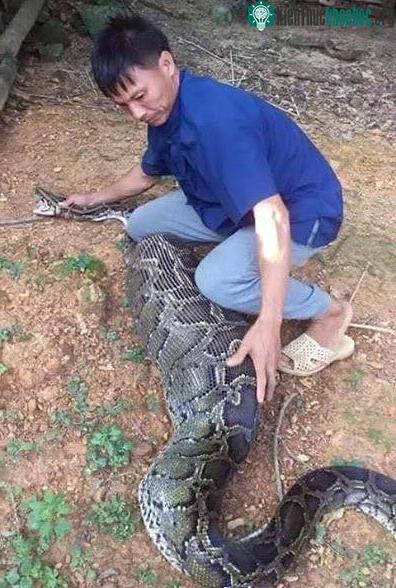 Cận cảnh con trăn mà người dân bắt được.